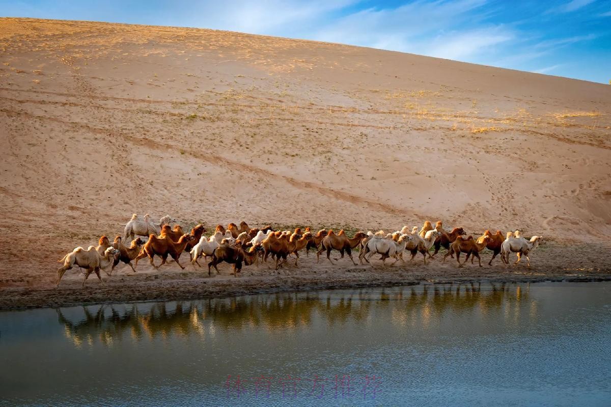骆驼群“抢戏” 布拉贝克“战术”成功